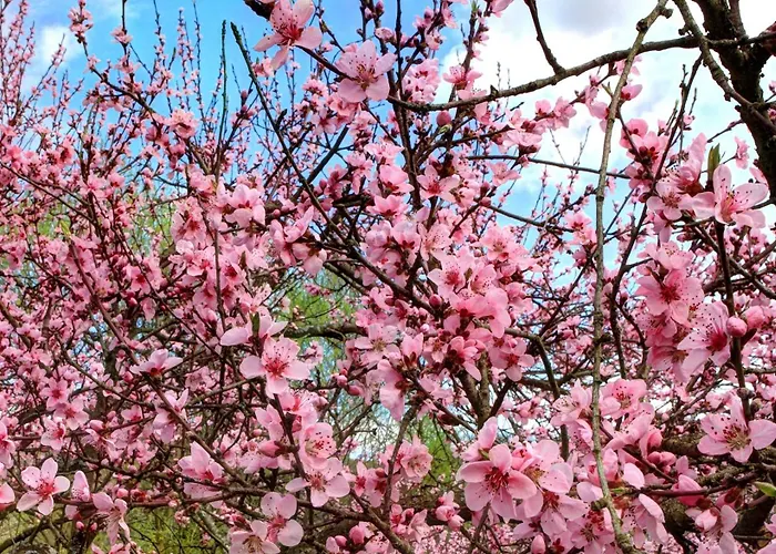 Zum Moselsteig 克洛滕